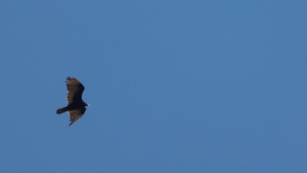 Turkey Vulture - ML619236630