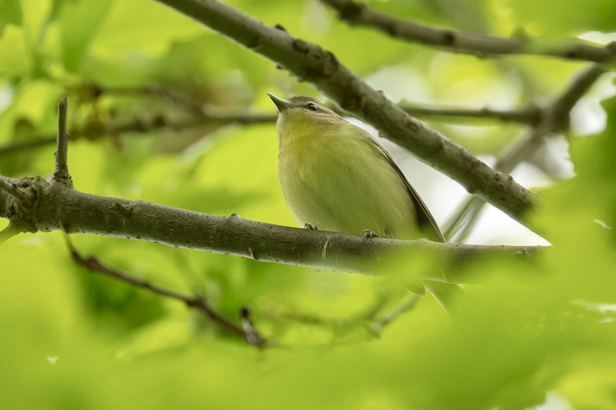 Philadelphia Vireo - ML619236634