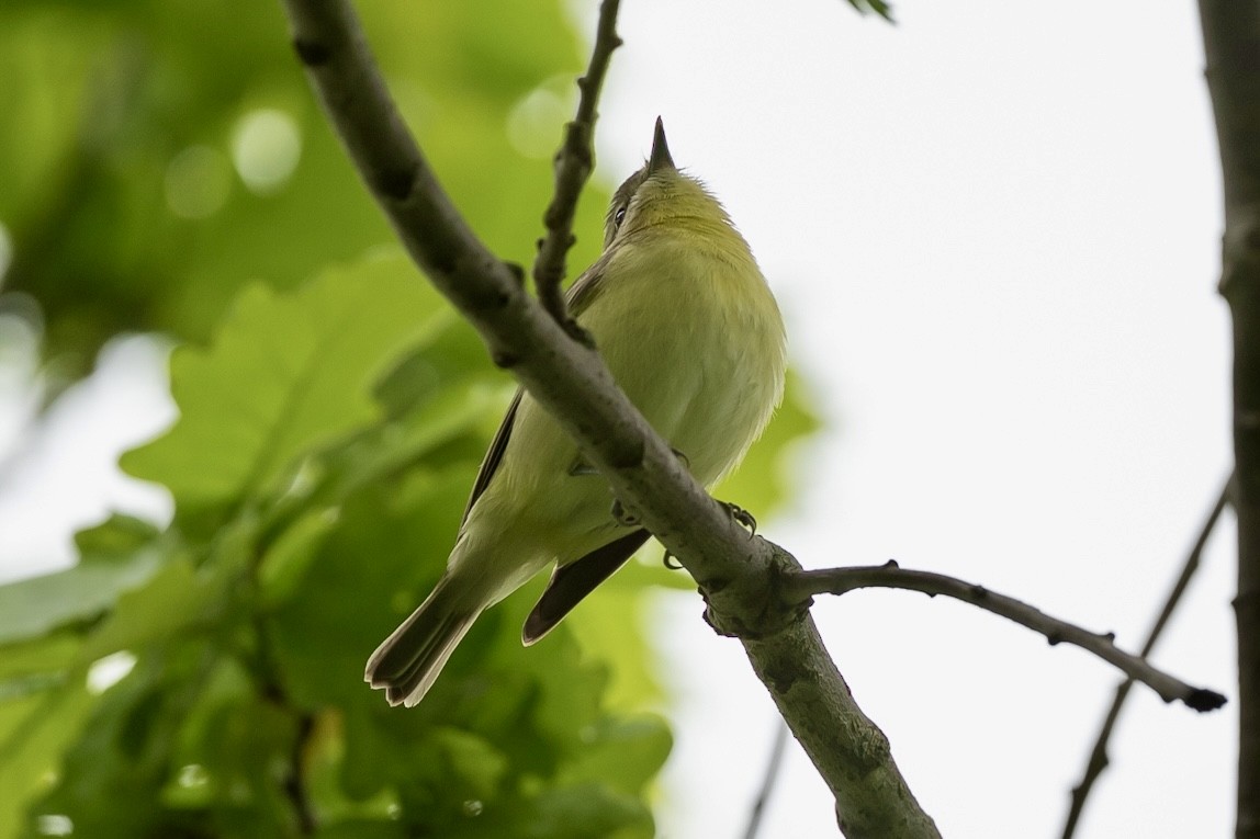 Vireo de Filadelfia - ML619236635