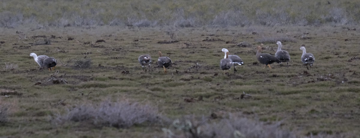 Upland Goose - Alan Middleton