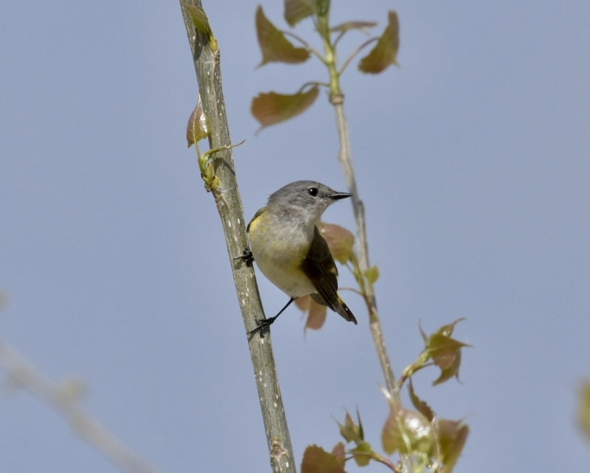 American Redstart - Heather Pickard