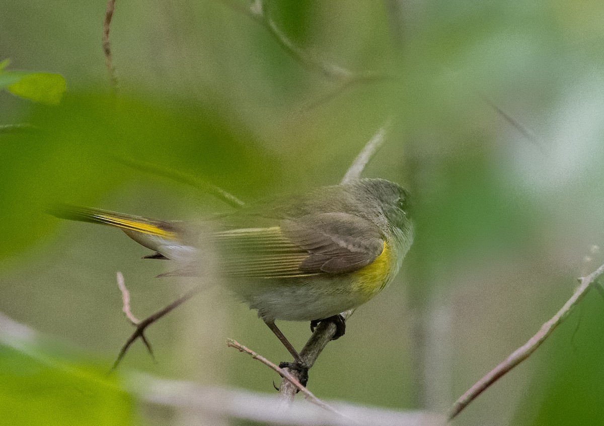 American Redstart - Bonnie Tate