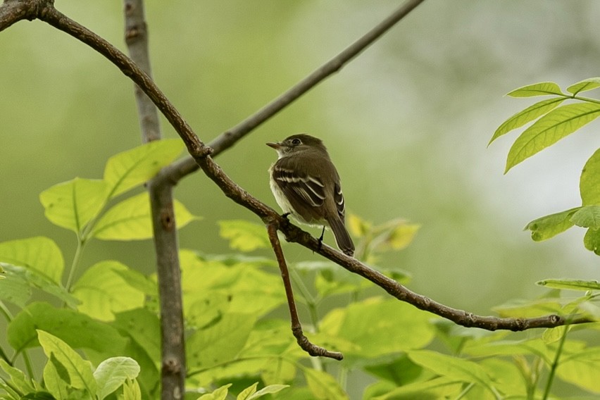 Least Flycatcher - ML619236655