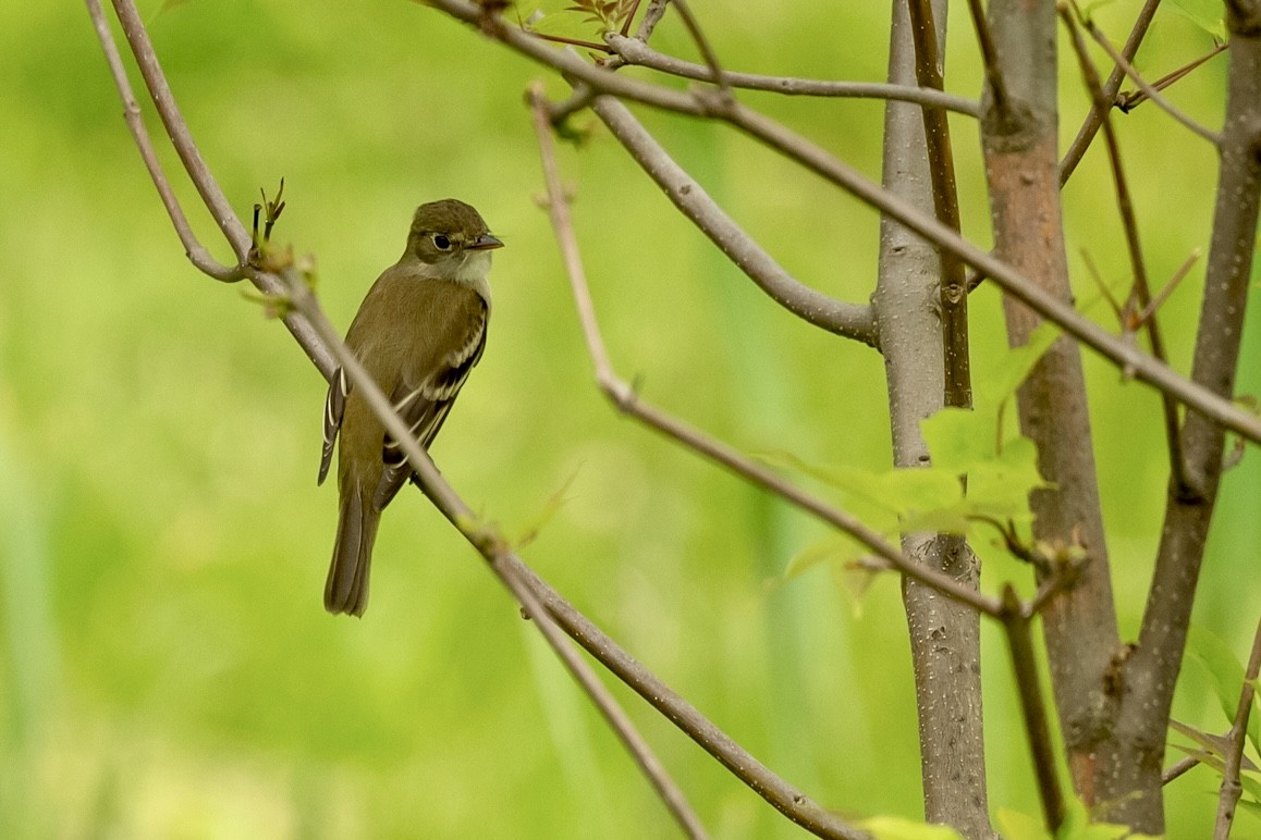 Alder Flycatcher - ML619236657