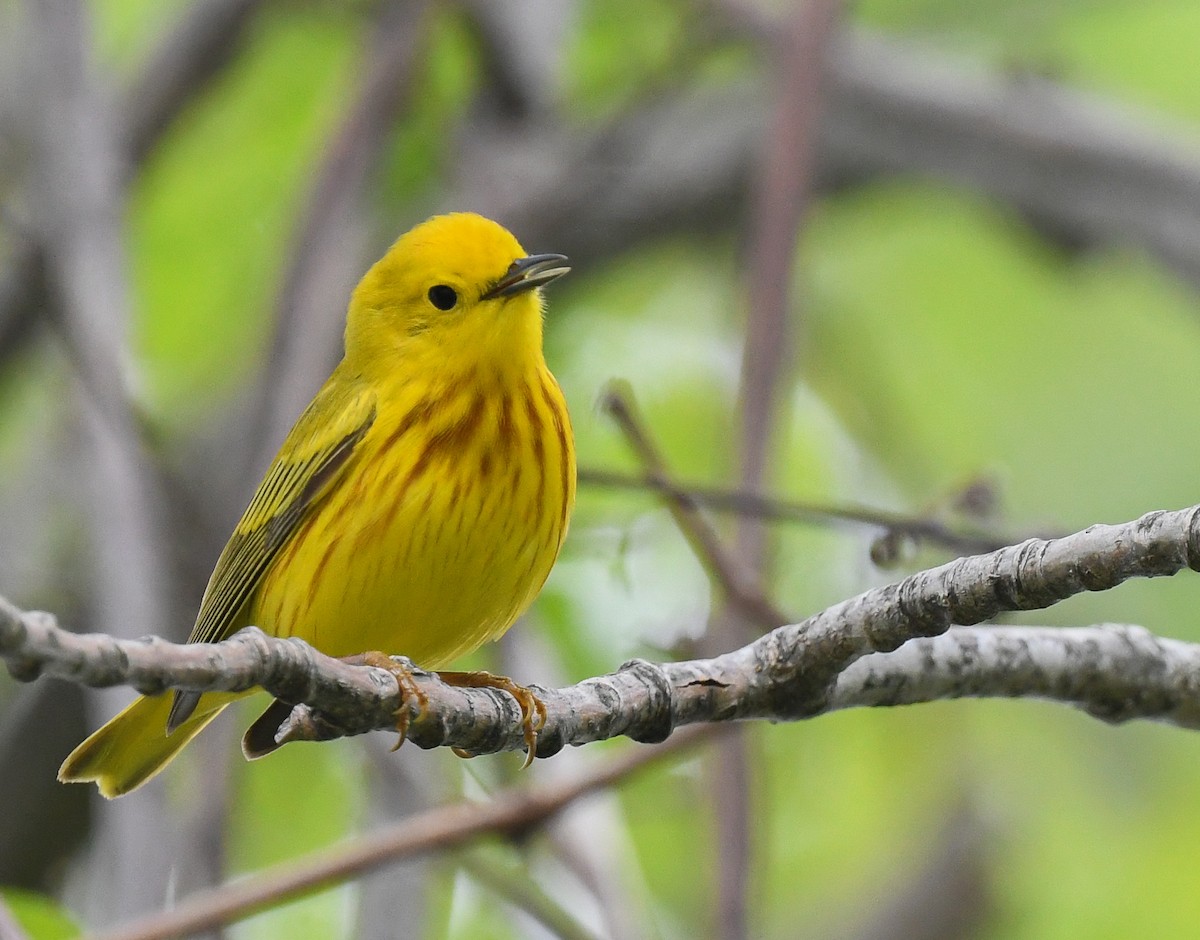 Yellow Warbler - Bonnie Tate