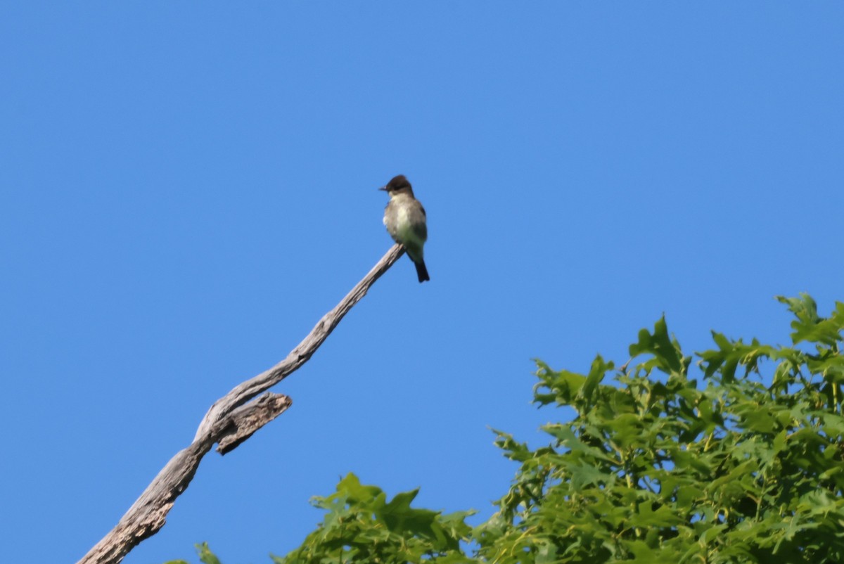 Olive-sided Flycatcher - ML619236673