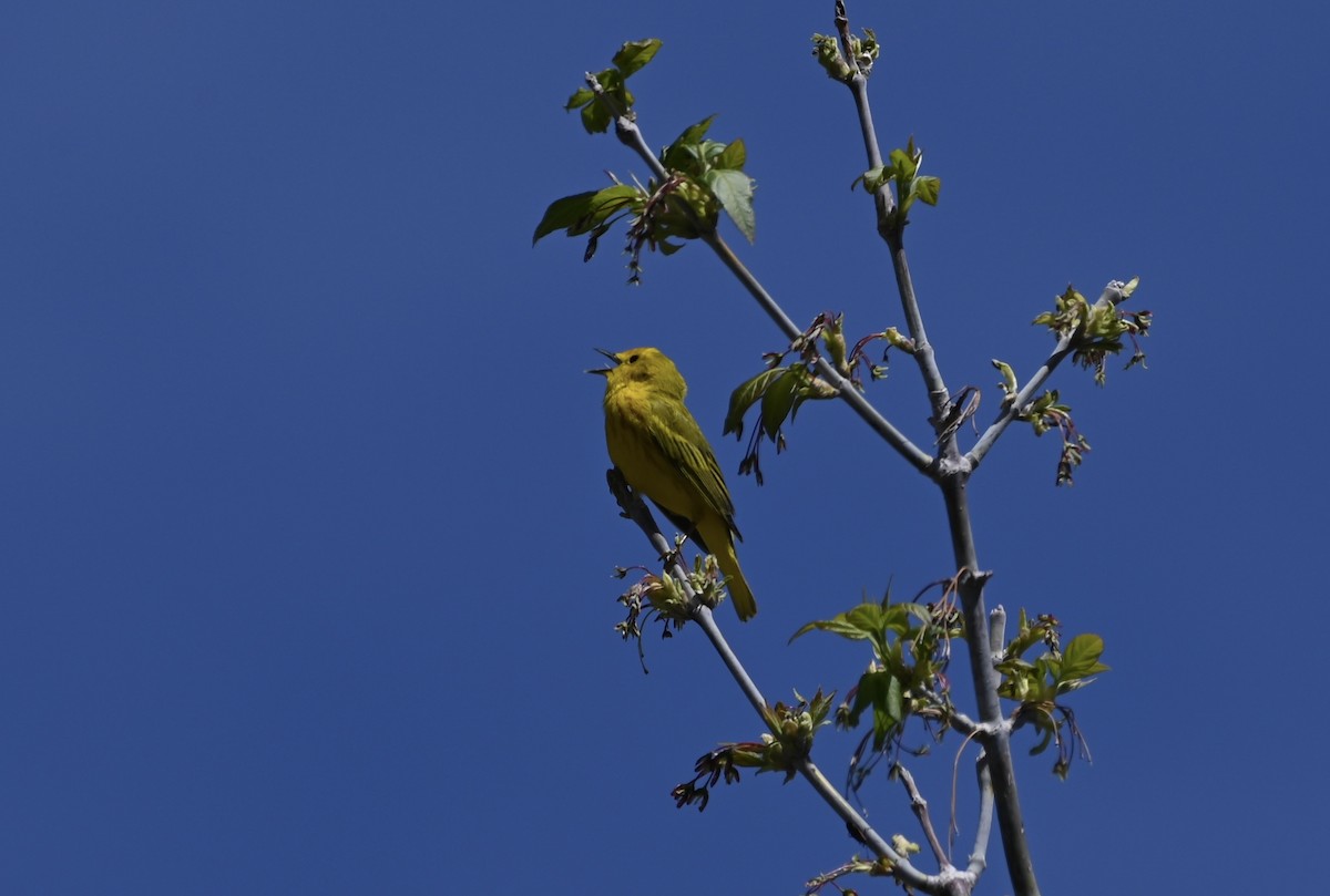 Yellow Warbler - Brendan Beers