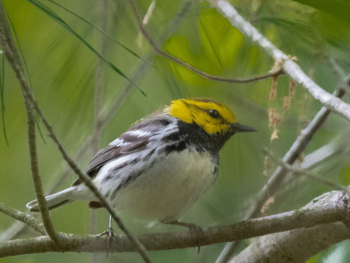 Black-throated Green Warbler - Bonnie Tate