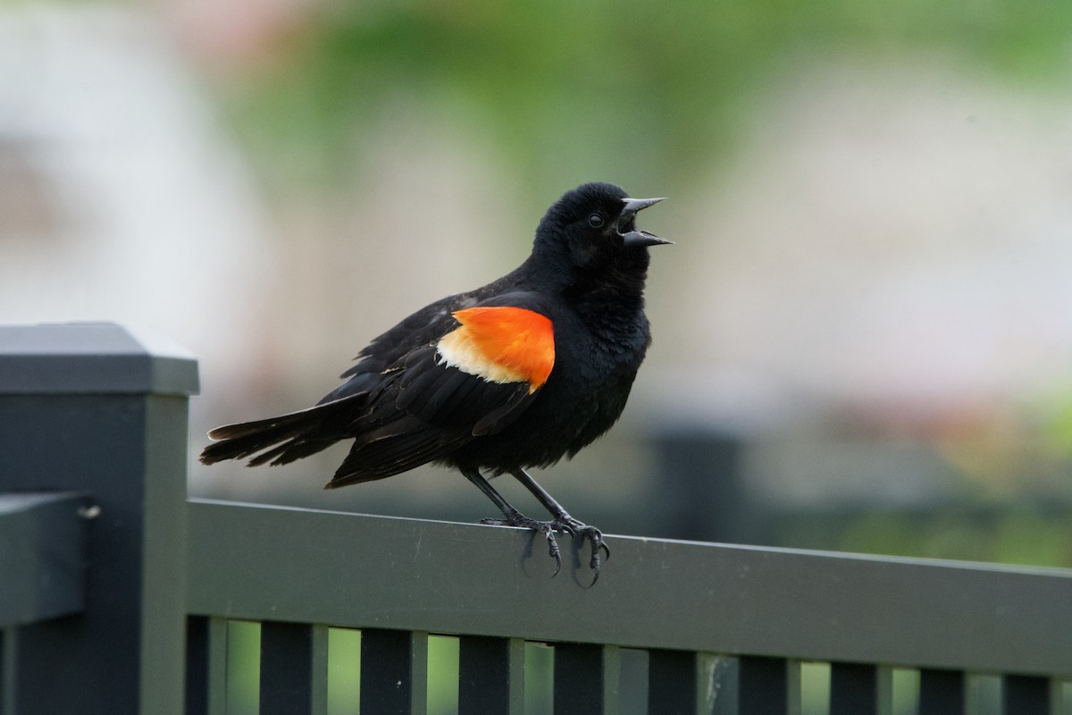 Red-winged Blackbird - Robert King