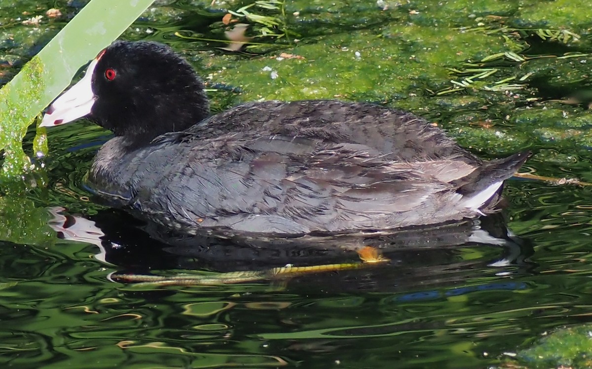 American Coot - ML619236683