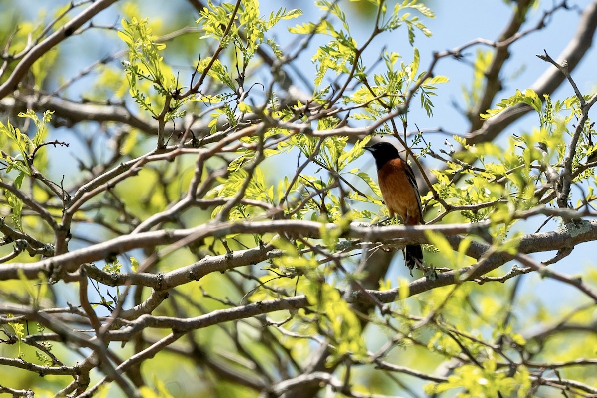 Orchard Oriole - Bill Massaro