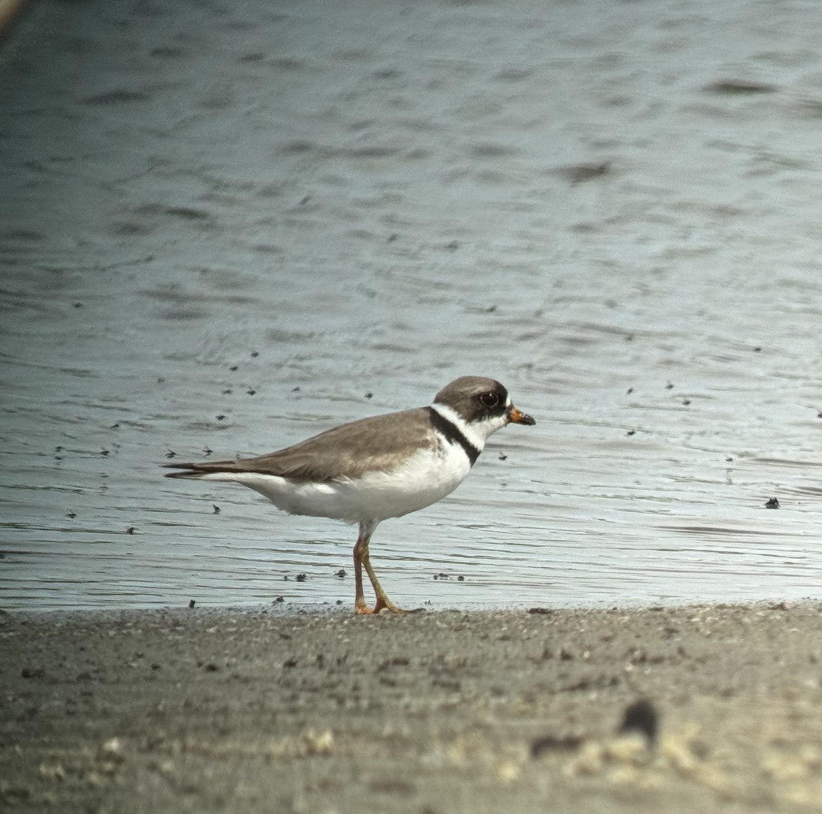 Semipalmated Plover - ML619236709
