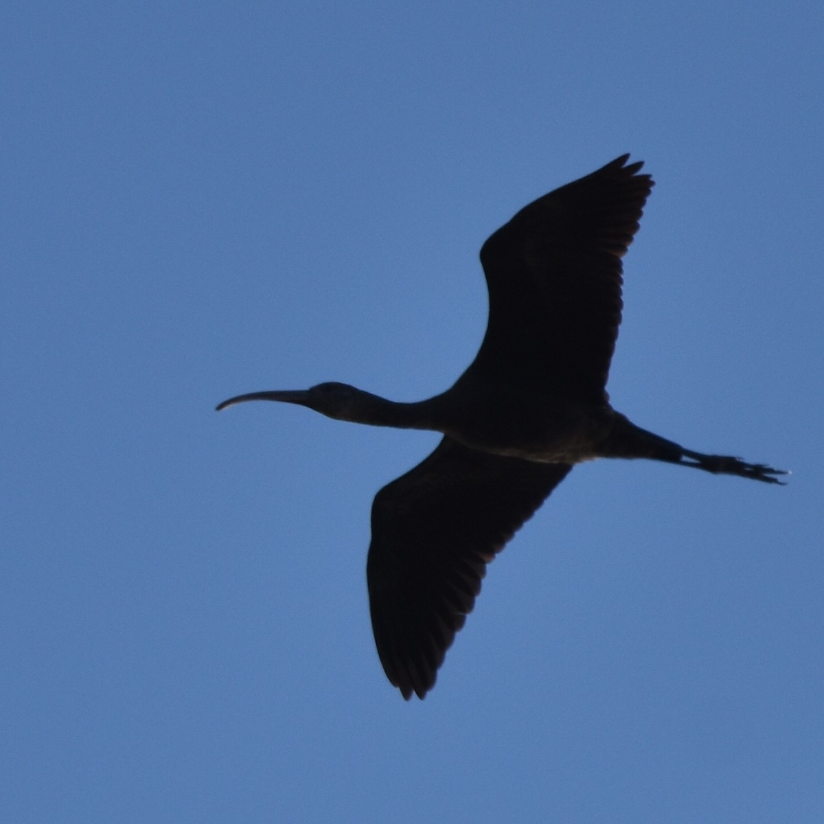 ibis americký - ML619236721