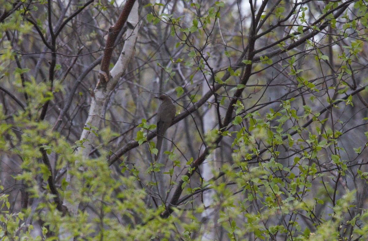 Black-billed Cuckoo - Thomas Biteau