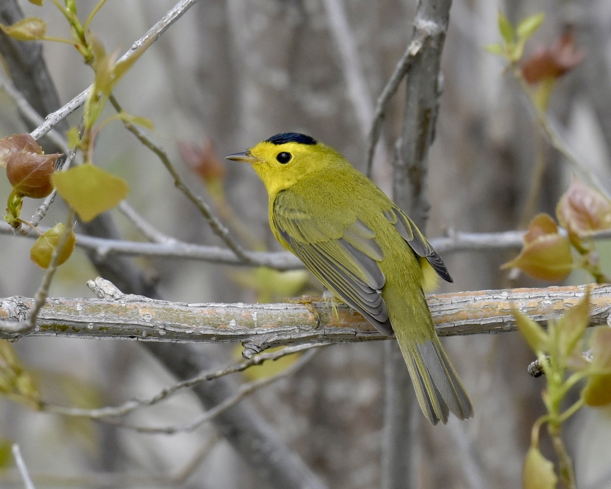 Wilson's Warbler - Heather Pickard