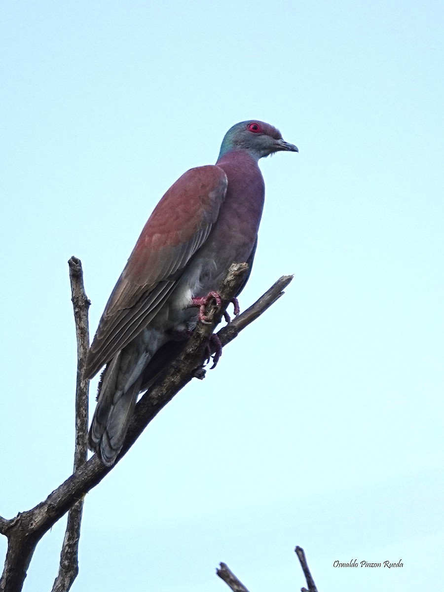 Pale-vented Pigeon - ML619236742