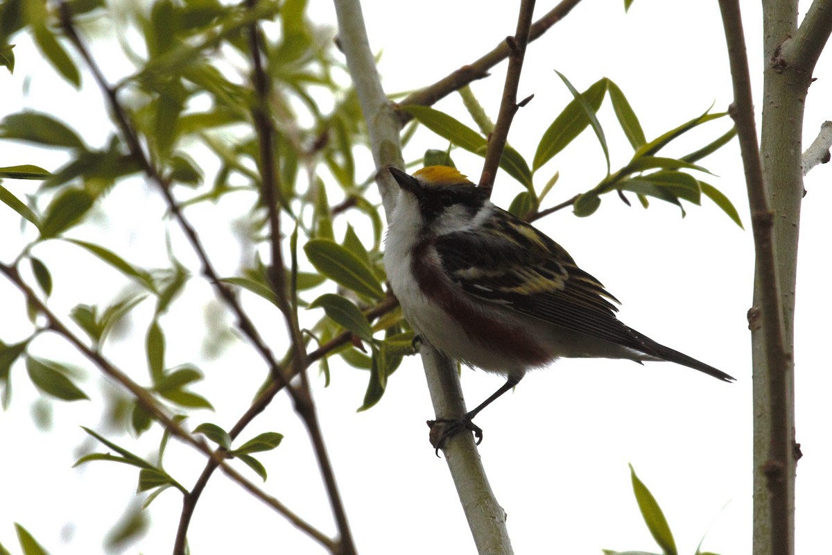 Chestnut-sided Warbler - ML619236752