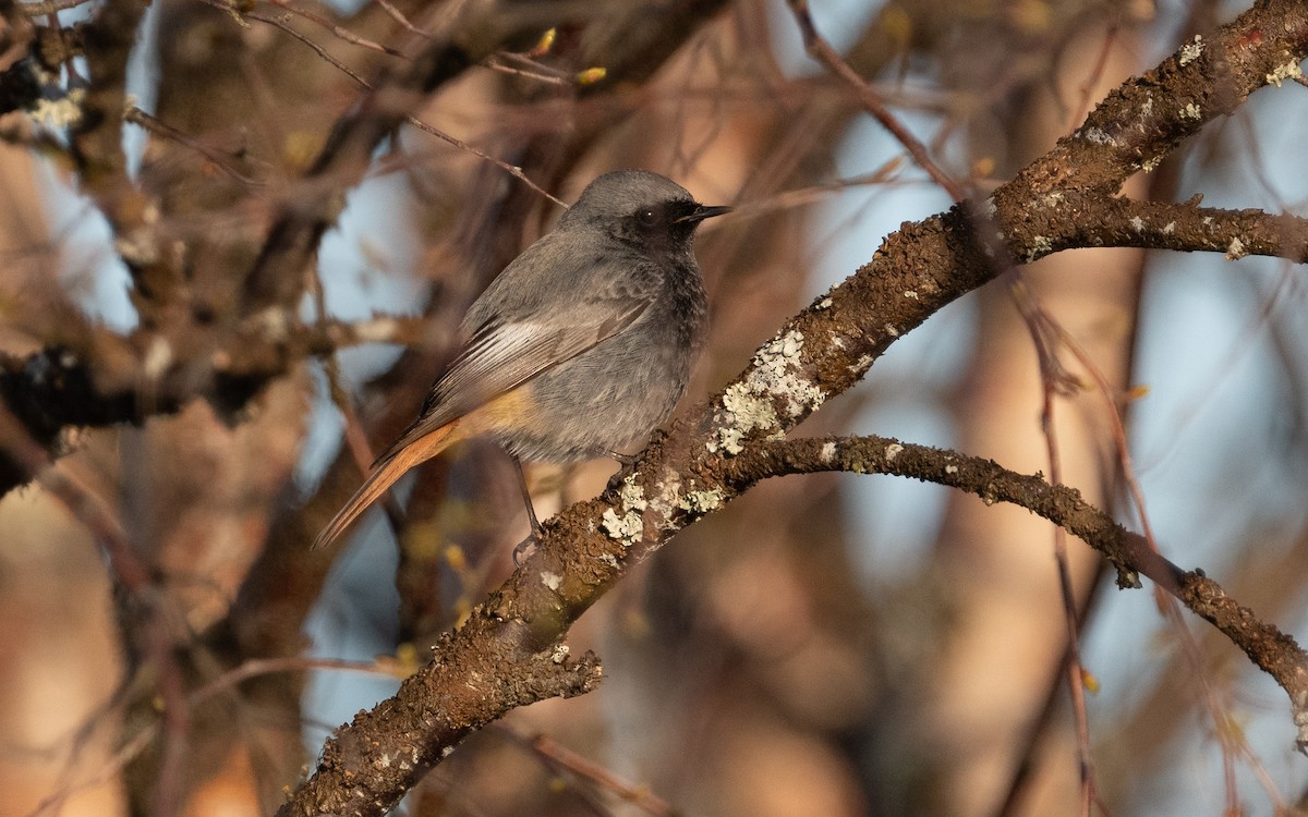 Black Redstart (Western) - ML619236753