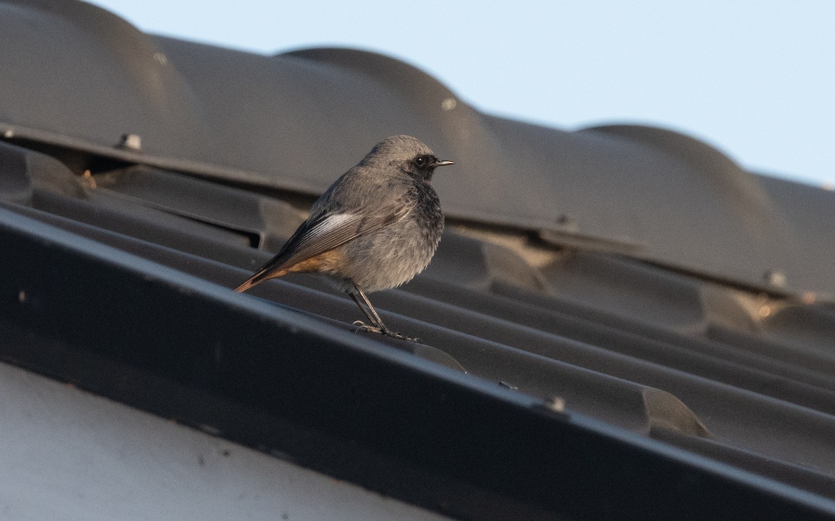 Black Redstart (Western) - ML619236754