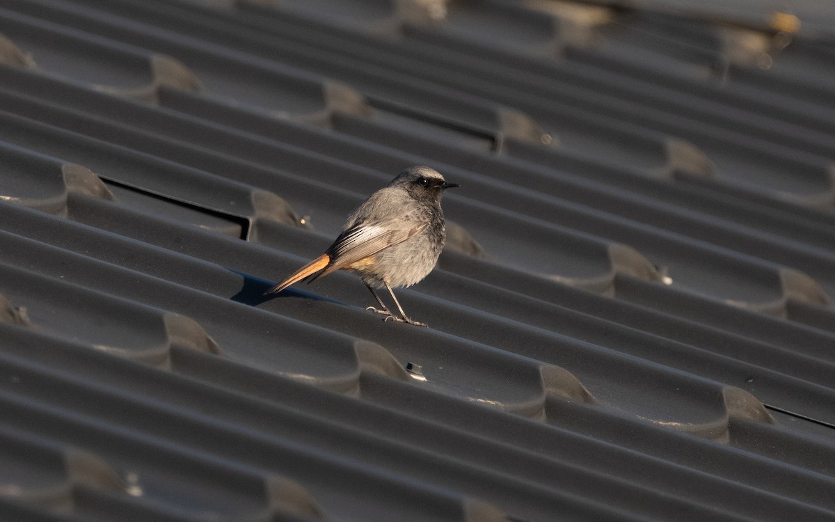 Black Redstart (Western) - ML619236755