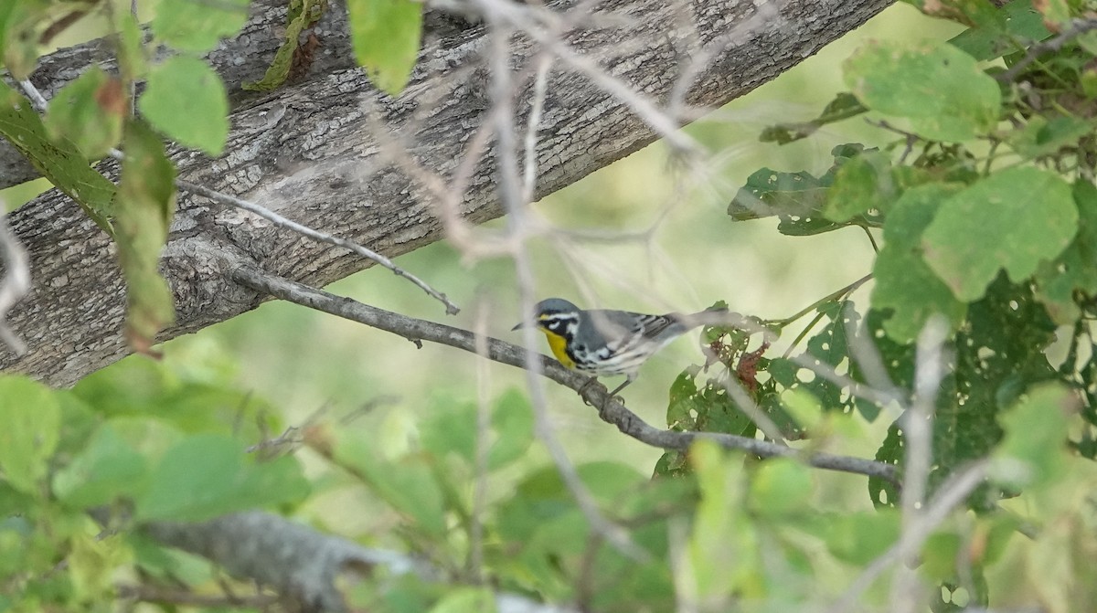 Yellow-throated Warbler - ML619236764