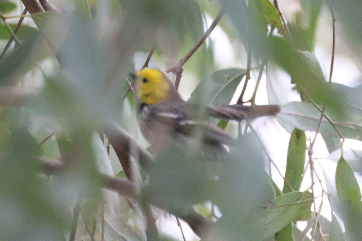 Hermit Warbler - ML619236766