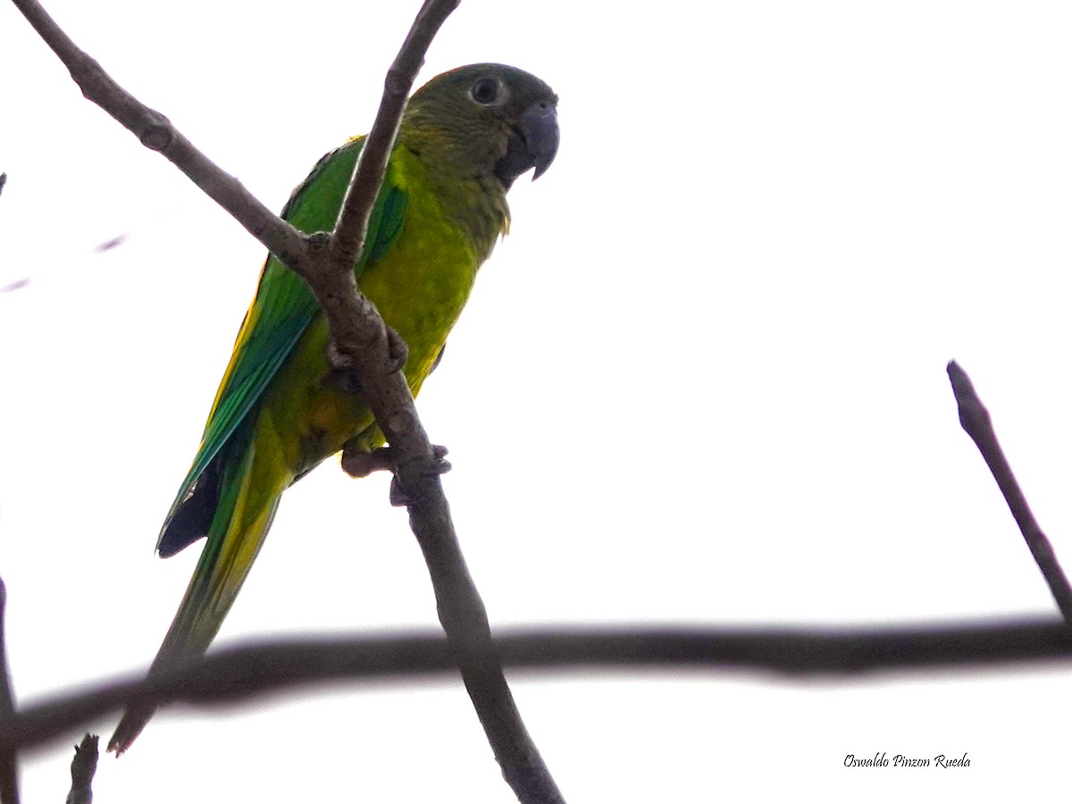 Brown-throated Parakeet - Oswaldo Pinzon Rueda