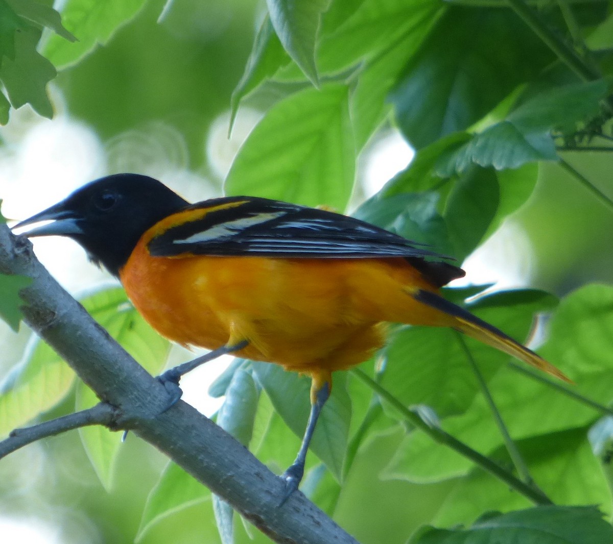 Baltimore Oriole - ML619236796