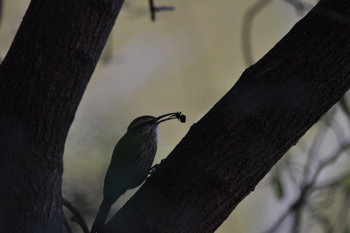 Narrow-billed Woodcreeper - Alejandro Figueroa Varela