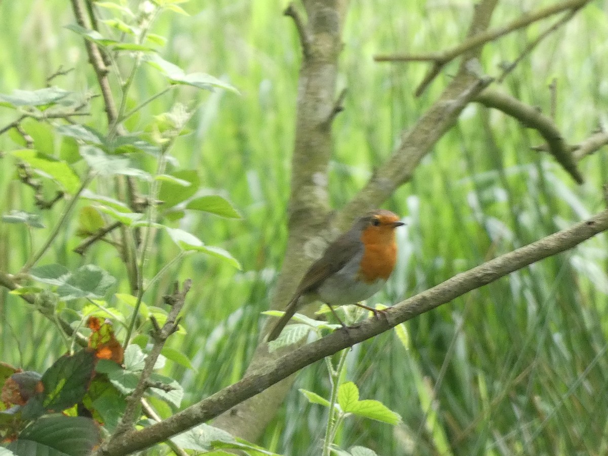 European Robin - Mike Tuer