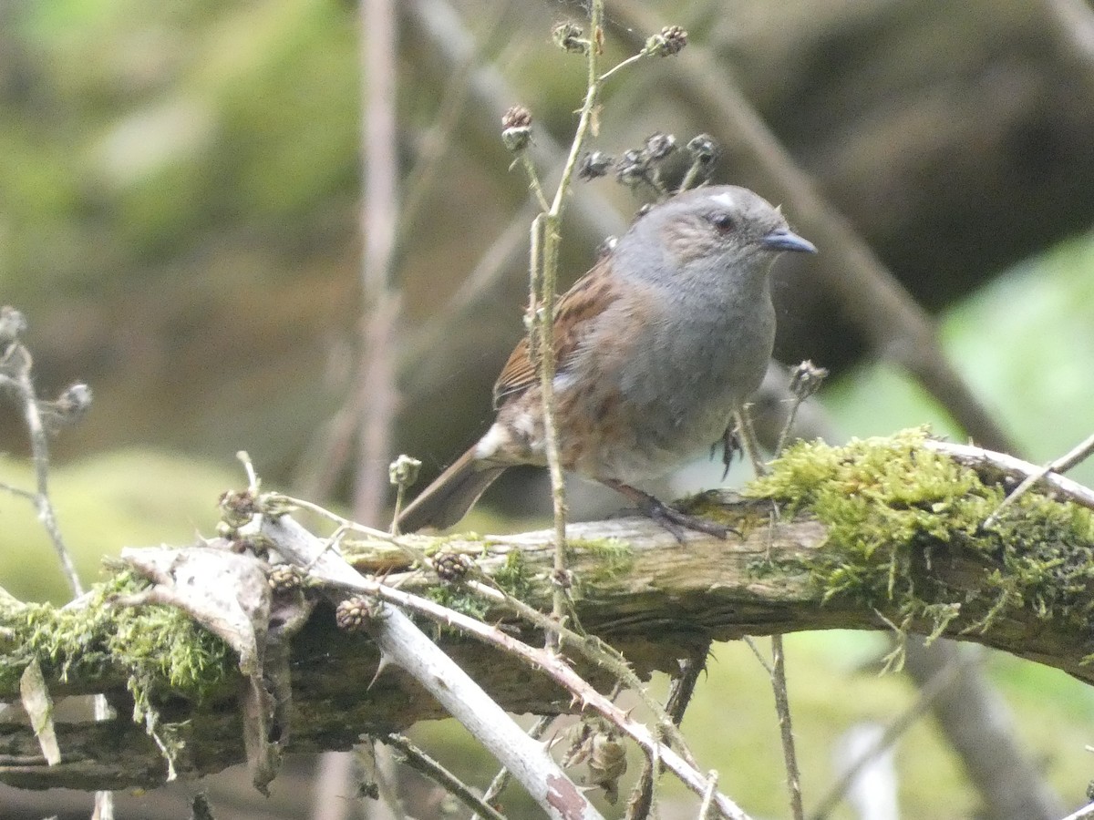 Dunnock - Mike Tuer