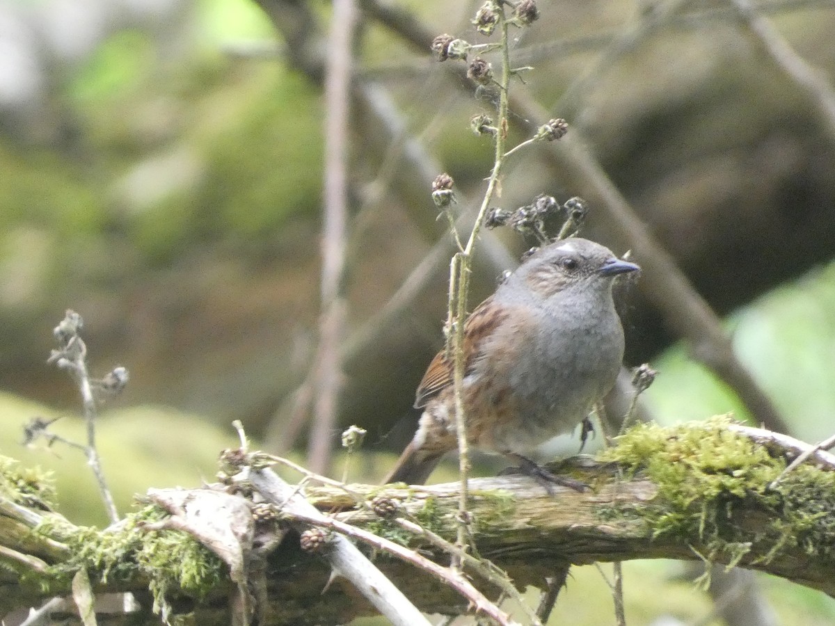 Dunnock - Mike Tuer