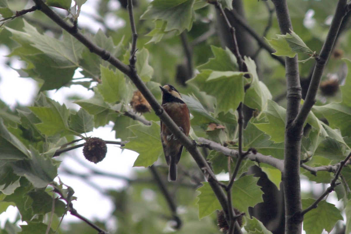 Varied Tit - Simon Westley