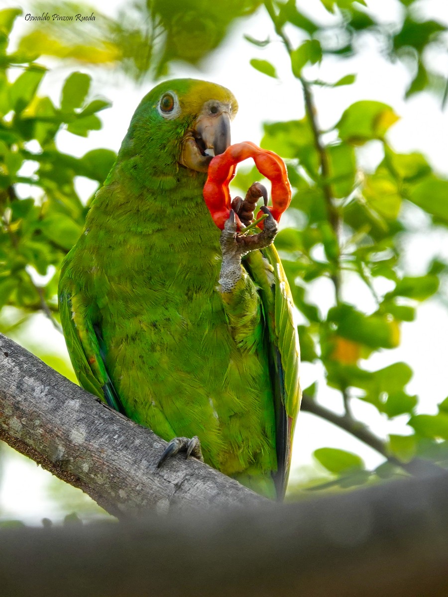 Yellow-crowned Parrot - Oswaldo Pinzon Rueda