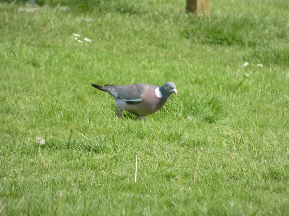 Common Wood-Pigeon - Mike Tuer