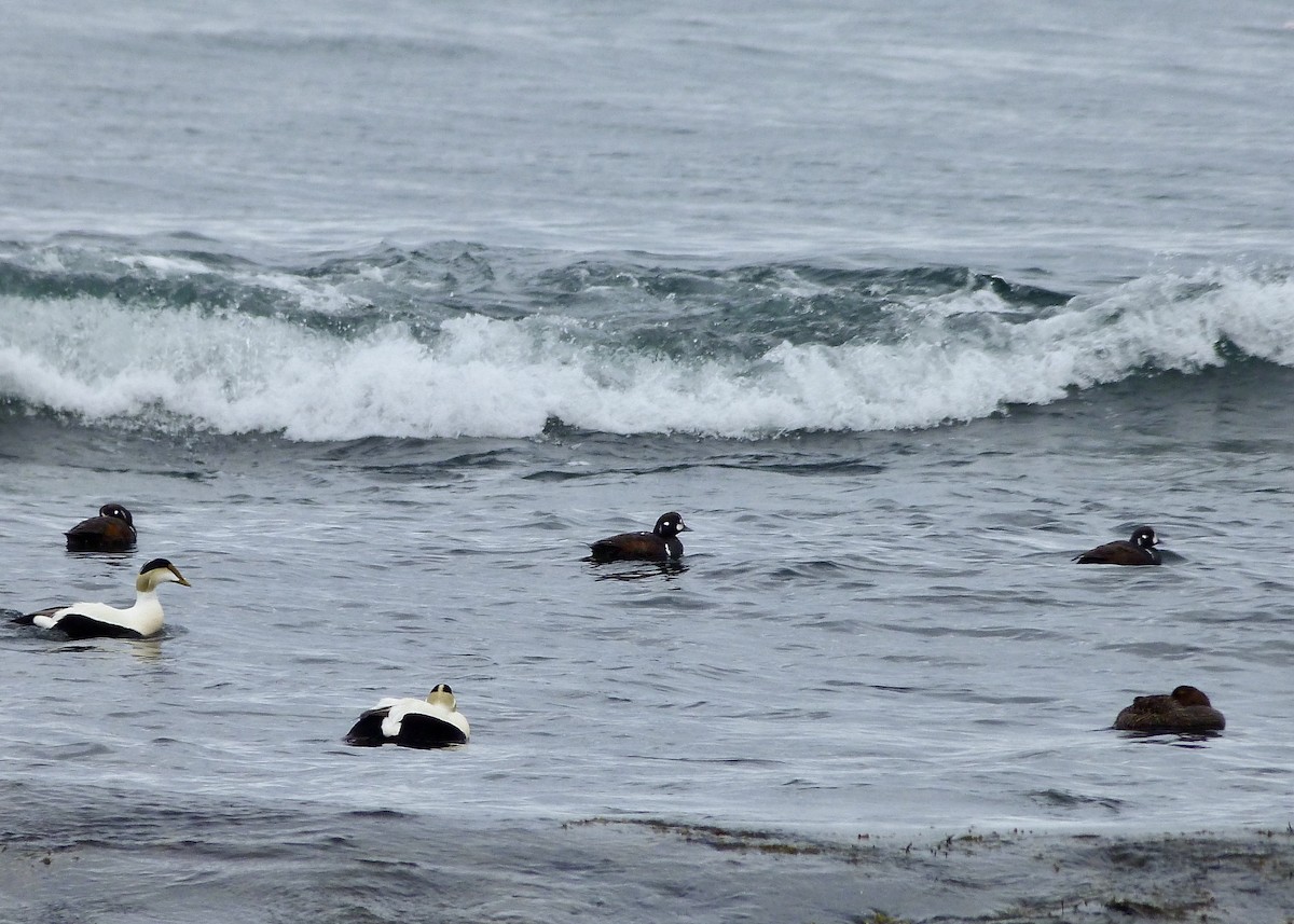 Harlequin Duck - ML619236862