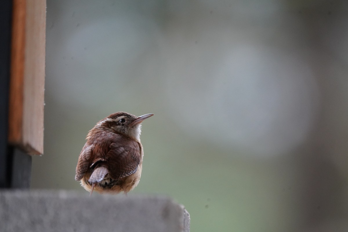 Carolina Wren - ML619236868