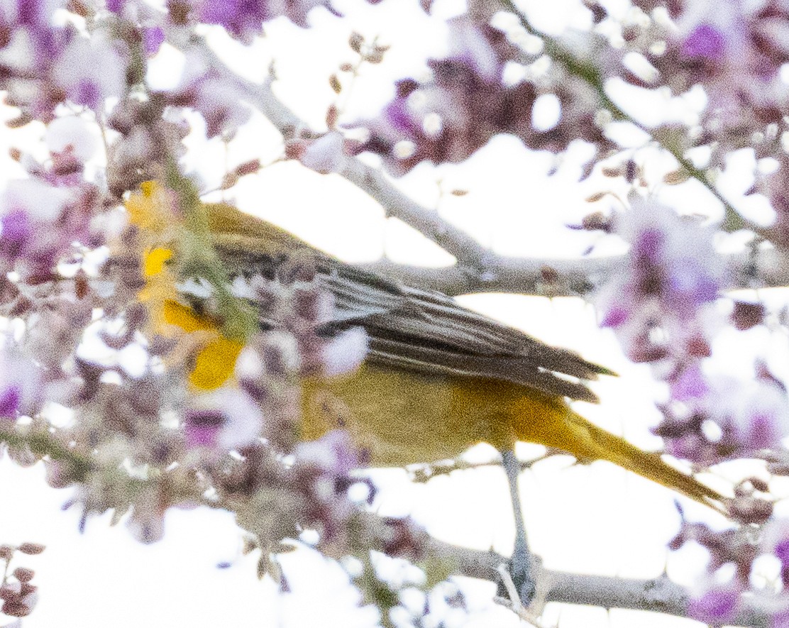 Bullock's Oriole - ML619236875