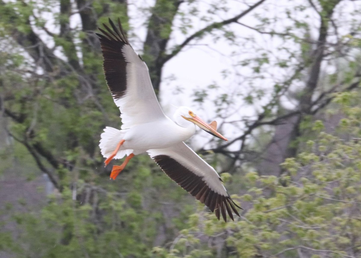 American White Pelican - ML619236879