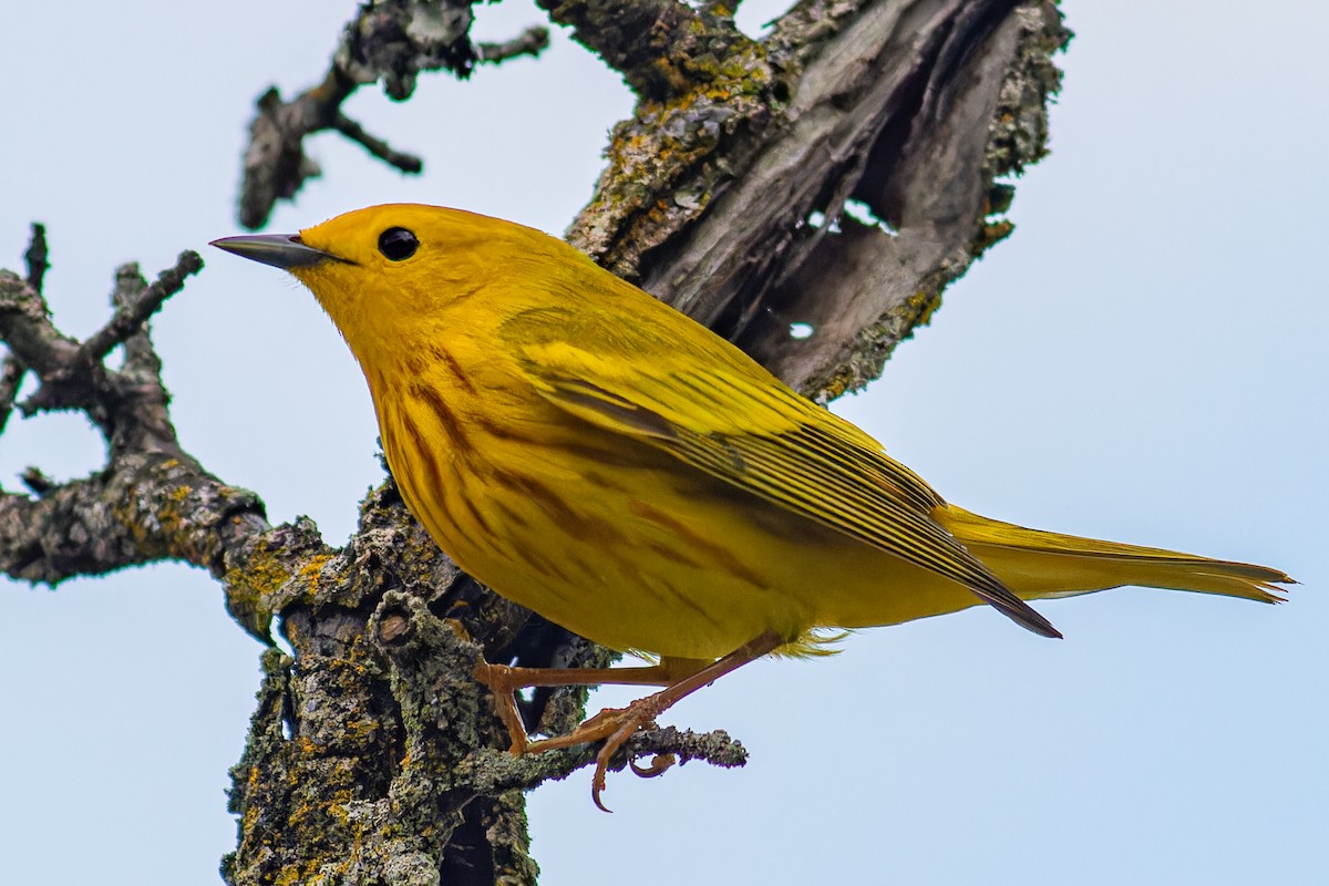 Yellow Warbler - Steve Juhasz