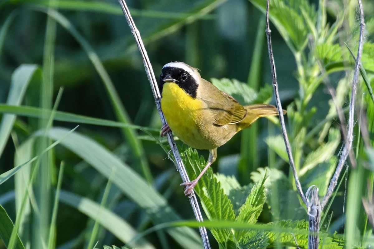 Common Yellowthroat - ML619236890