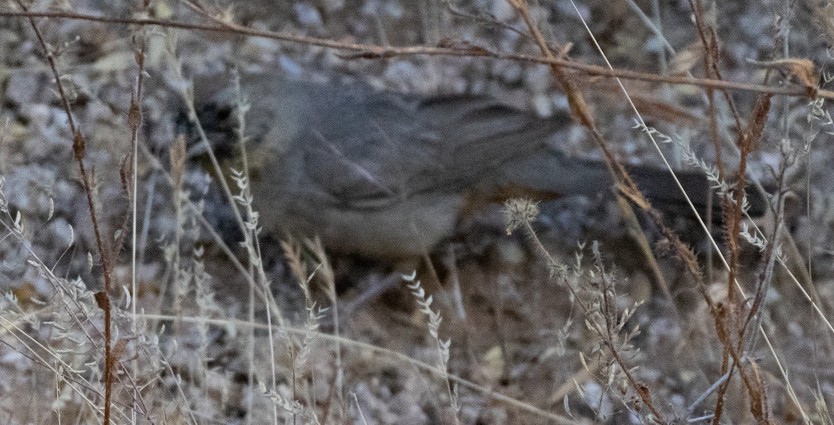 Canyon Towhee - ML619236897