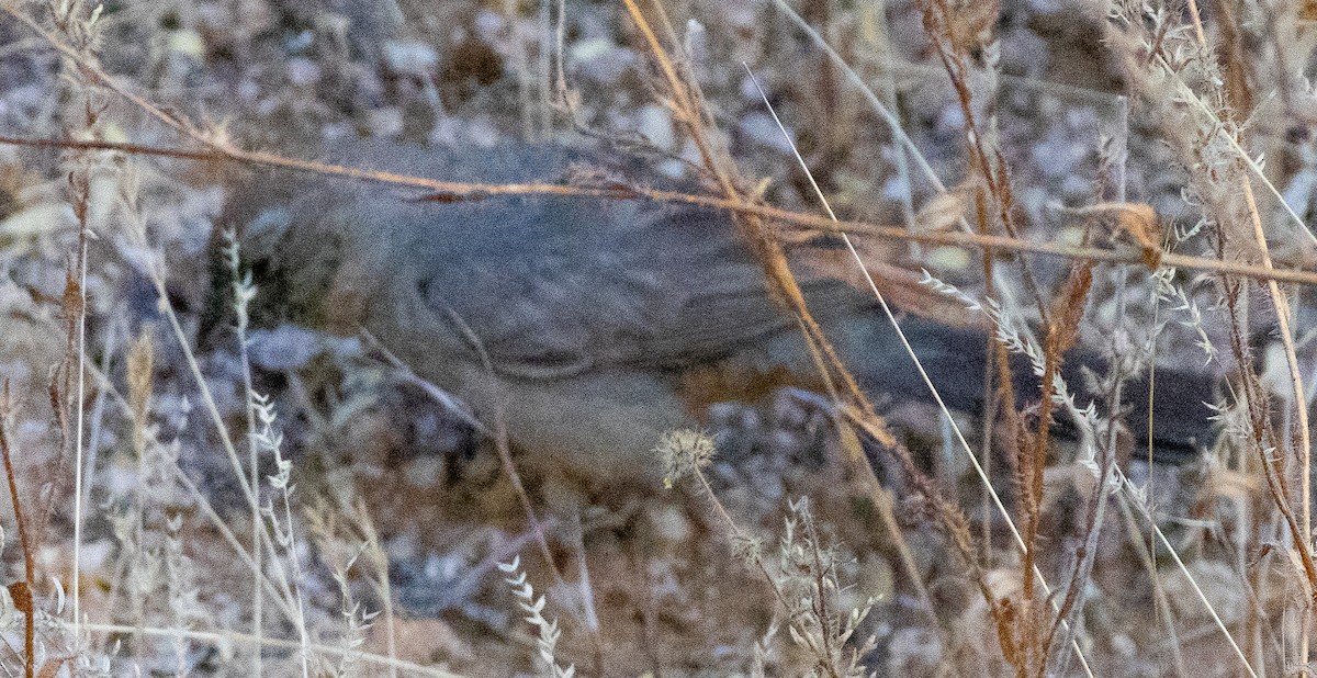 Canyon Towhee - ML619236898