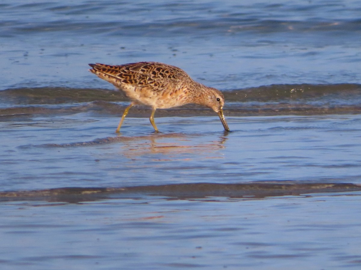 kortnebbekkasinsnipe - ML619236905