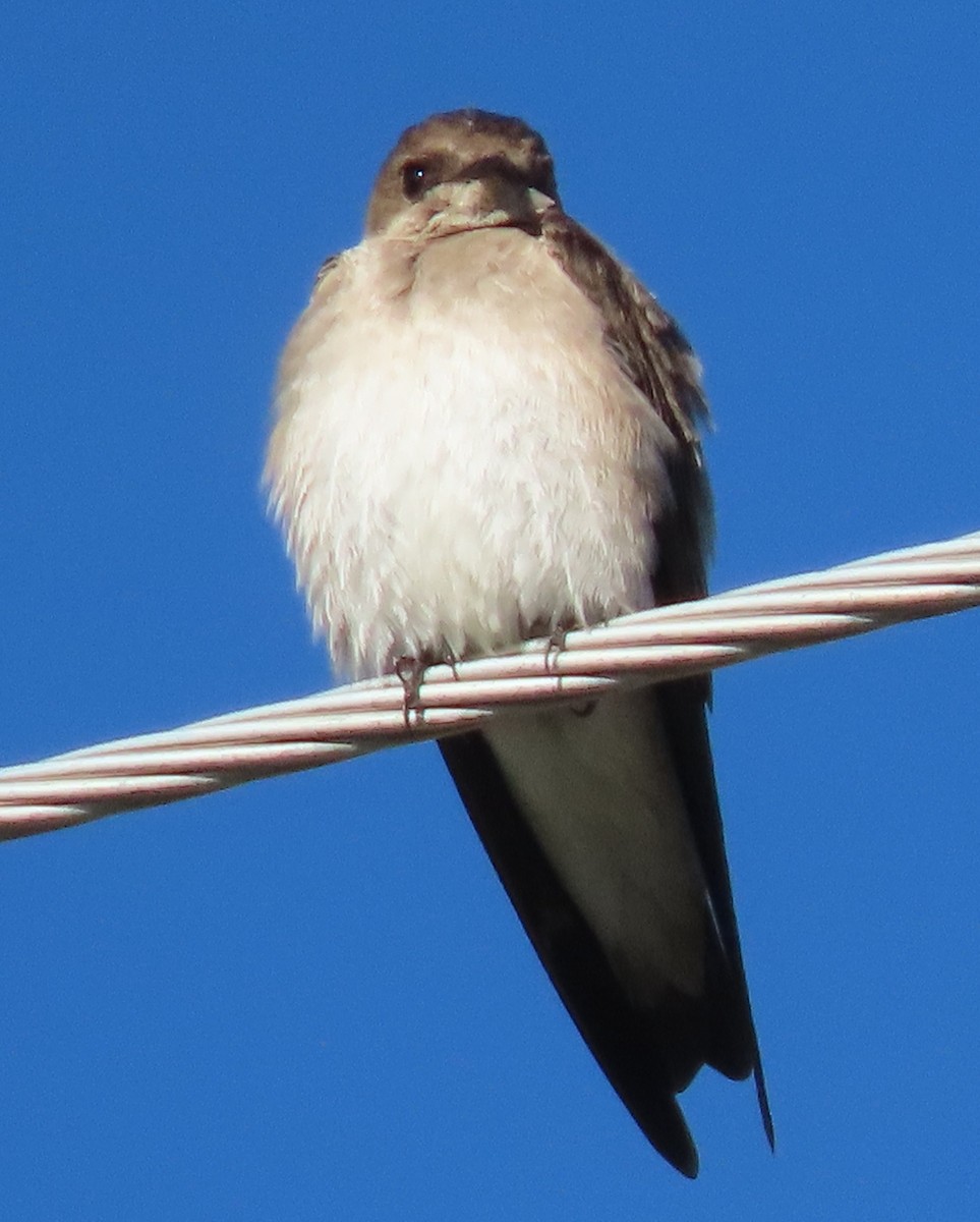Northern Rough-winged Swallow - BEN BAILEY