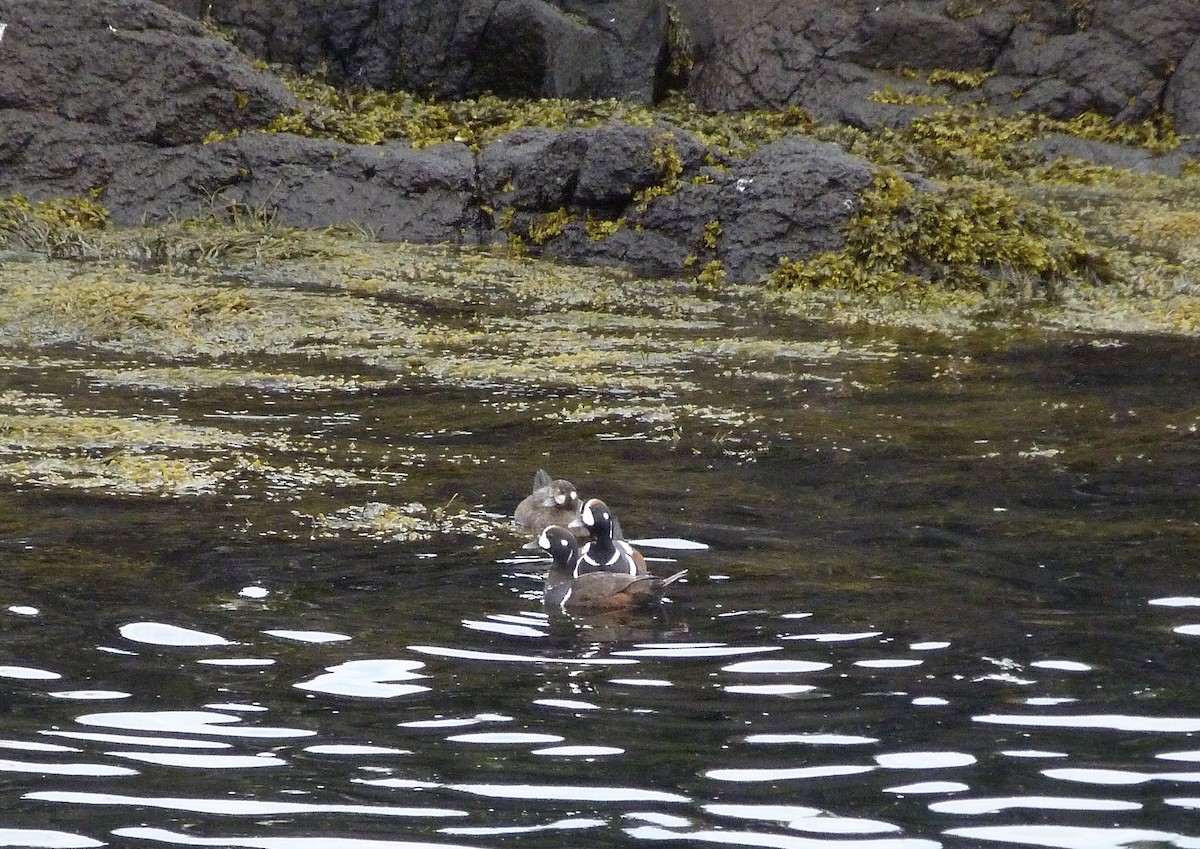 Harlequin Duck - ML619236908