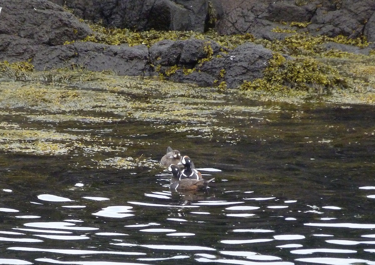 Harlequin Duck - ML619236908