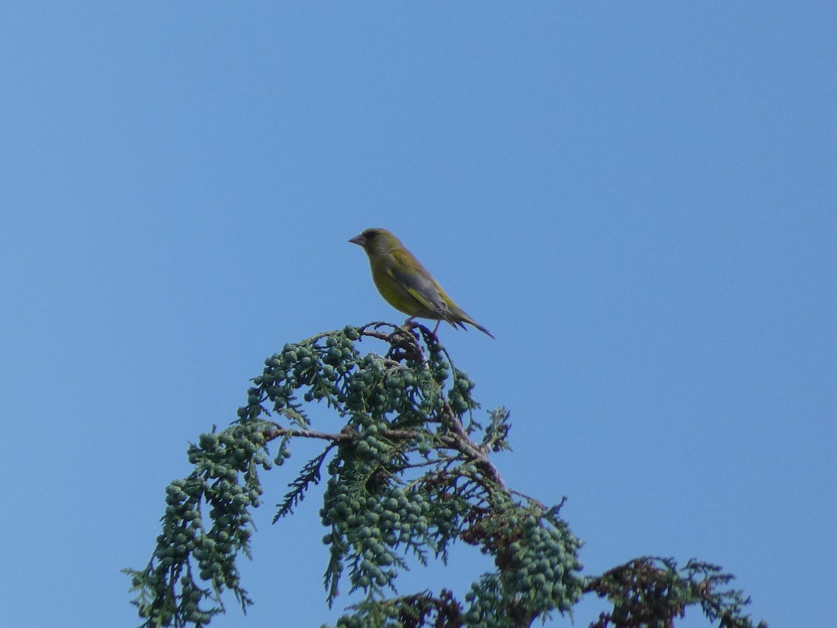 European Greenfinch - Mike Tuer