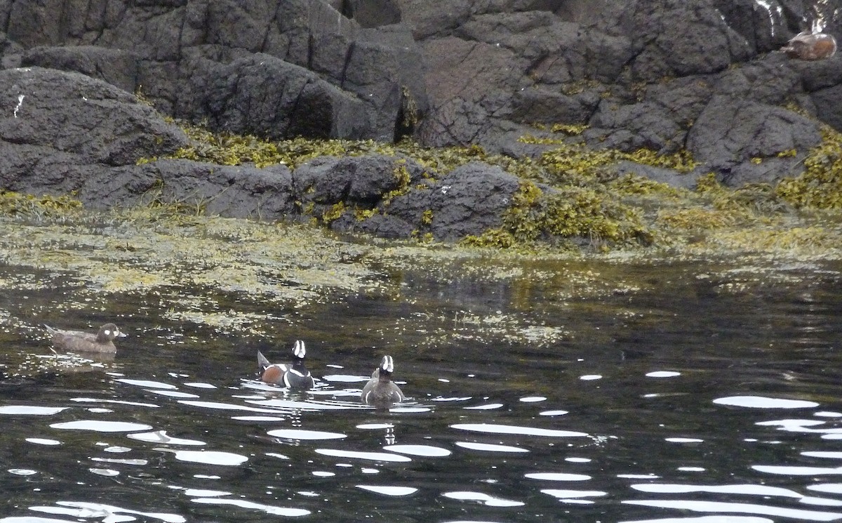 Harlequin Duck - ML619236919