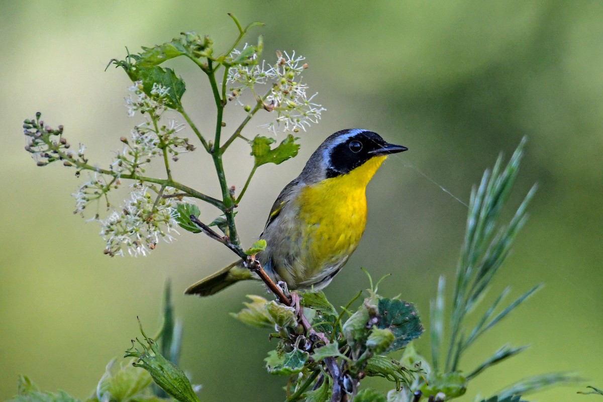 Common Yellowthroat - ML619236921